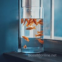 Avatar người chơi Mai Xuân Trang